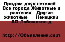 Продам двух нетелей - Все города Животные и растения » Другие животные   . Ненецкий АО,Лабожское д.